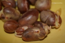 jackfruit seeds 2