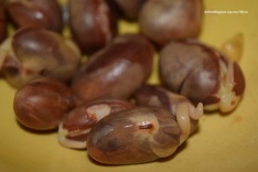 jackfruit seeds 2