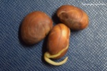 jackfruit seeds 5