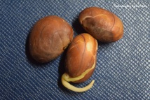 jackfruit seeds 5